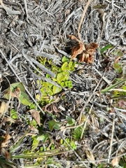 Clinopodium nubigenum