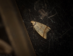 Heteroteucha anthodora