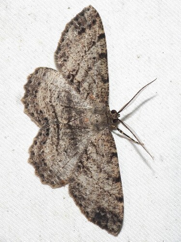 Canadian Melanolophia Moth photo 6