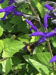 Bombus breviceps