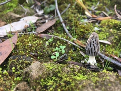 Morchella australiana