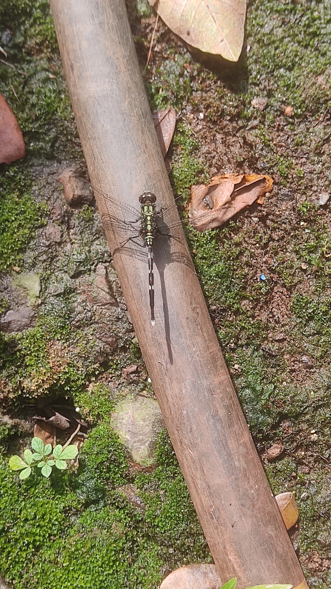 Slender Skimmer