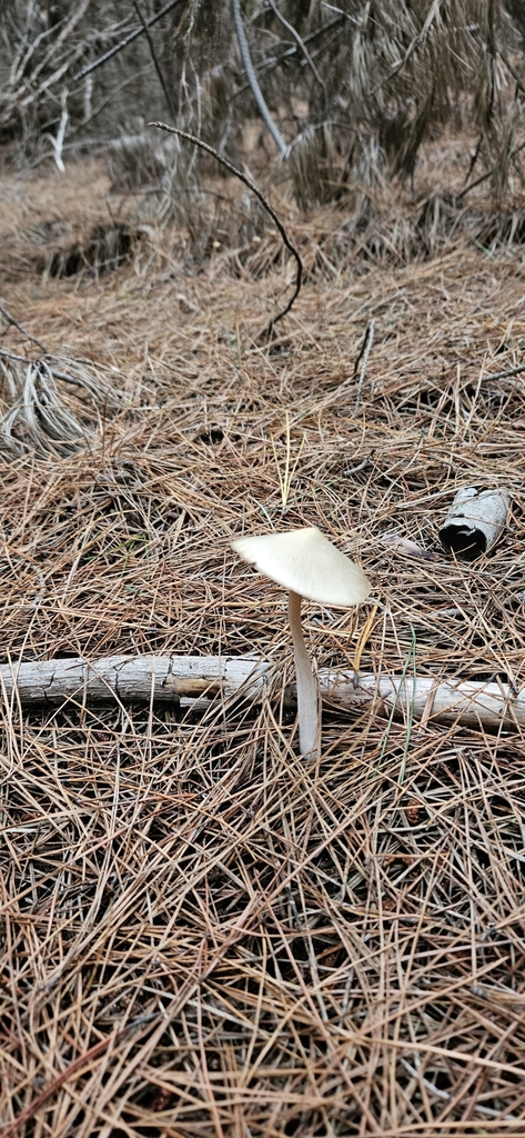 Entoloma cuneatum