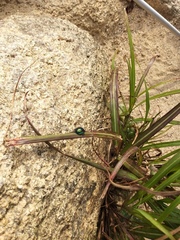 Poecilocoris splendidulus