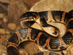 Loo-Choo Big-Tooth Snake photo 3