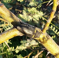 Hippomelas sphenicus