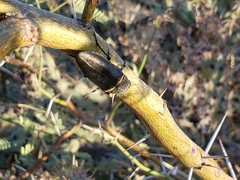 Hippomelas sphenicus