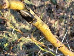 Hippomelas sphenicus