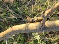 Hippomelas sphenicus