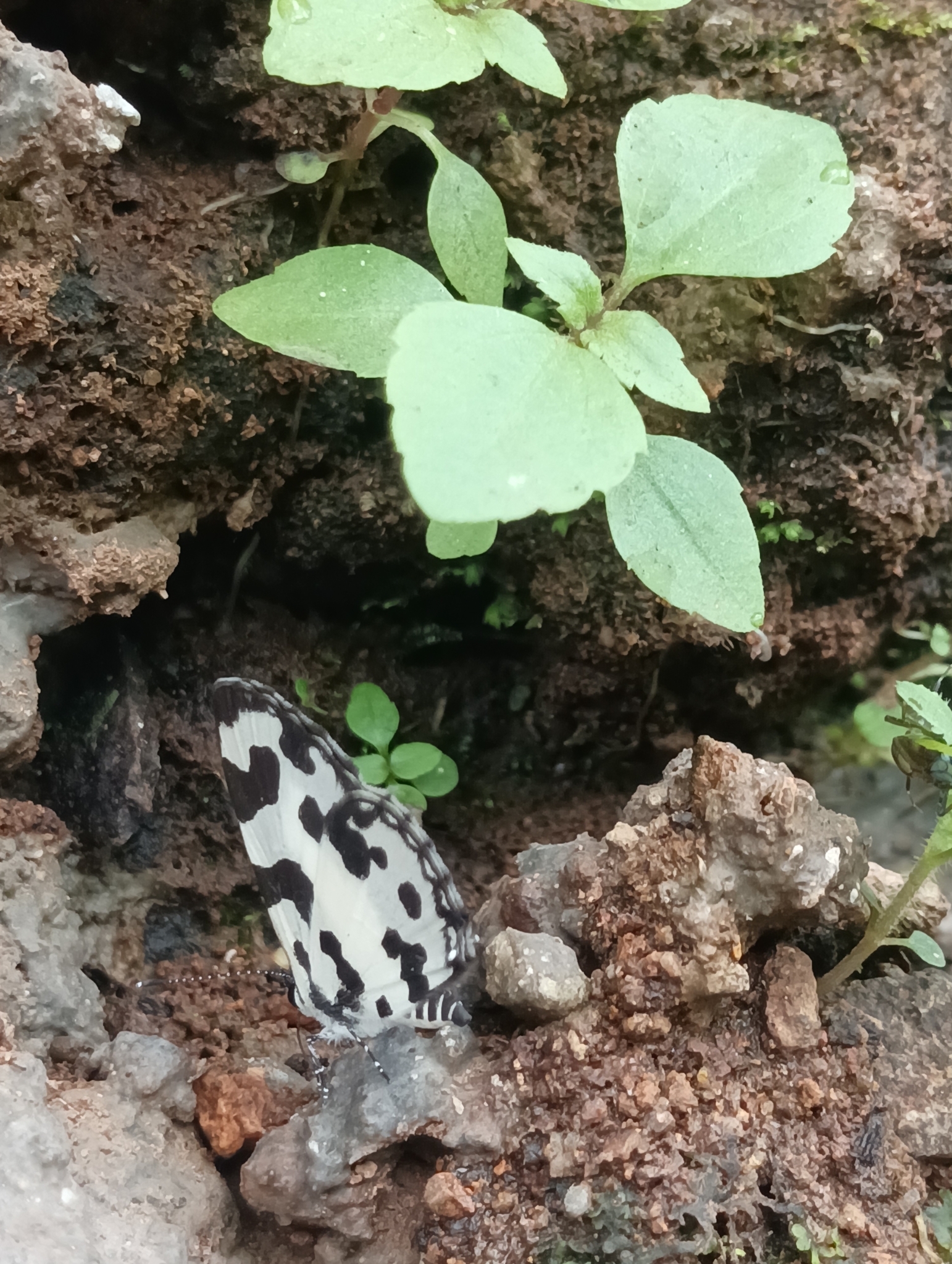 Angled Pierrot