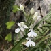 Habenaria dentata - Photo (c) Wing Sau Fung,  זכויות יוצרים חלקיות (CC BY-NC), הועלה על ידי Wing Sau Fung