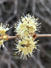 Combretum hereroense