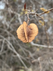 Combretum hereroense