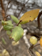 Combretum hereroense