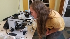 Hypomyces lateritius