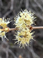 Combretum hereroense
