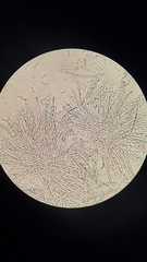 Hypomyces lateritius