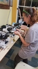 Hypomyces lateritius