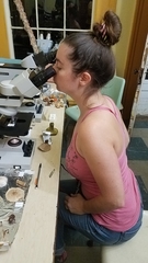 Hypomyces lateritius