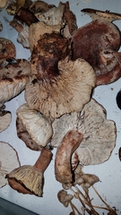Hypomyces lateritius