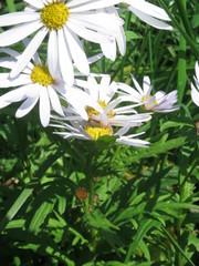 Aster incisus