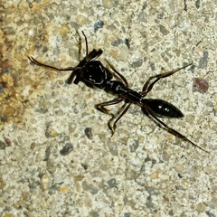 Odontomachus haematodus
