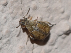 Algarobius