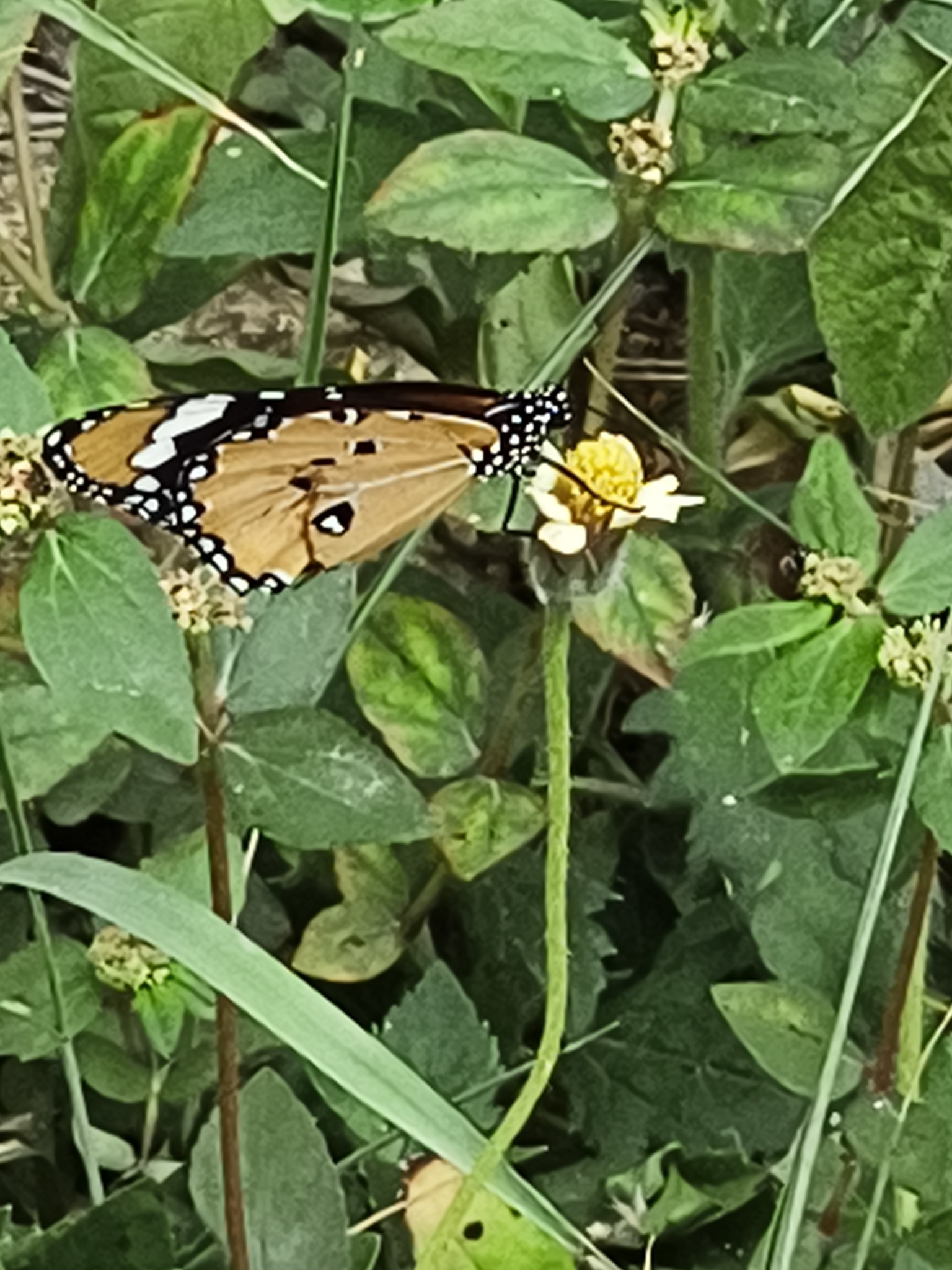 Plain Tiger