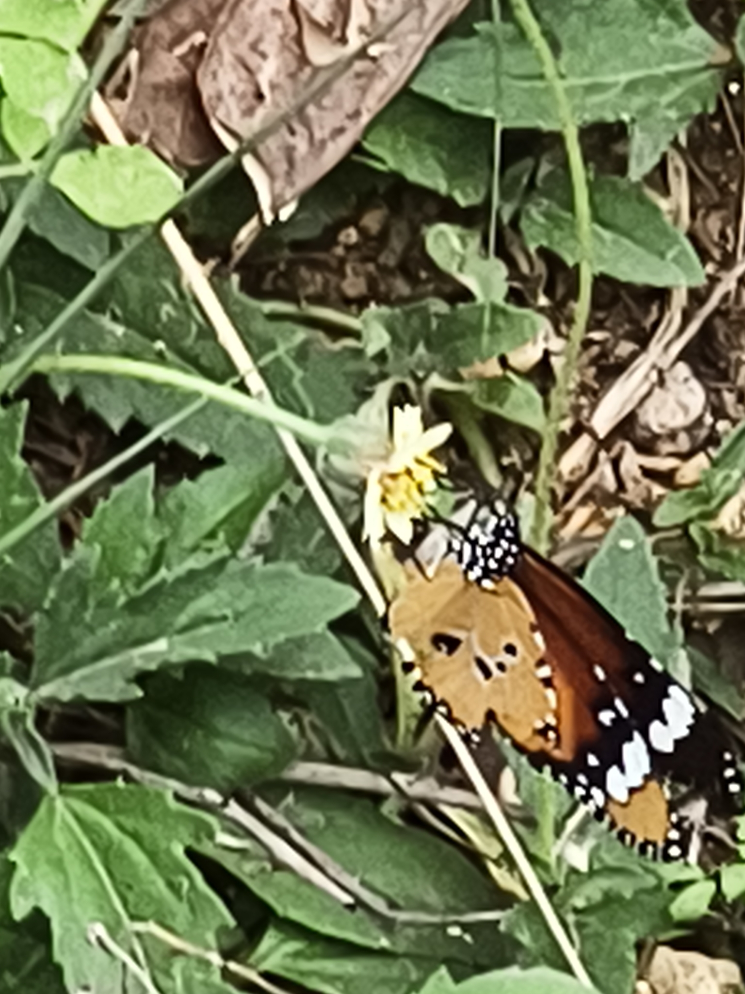 Plain Tiger