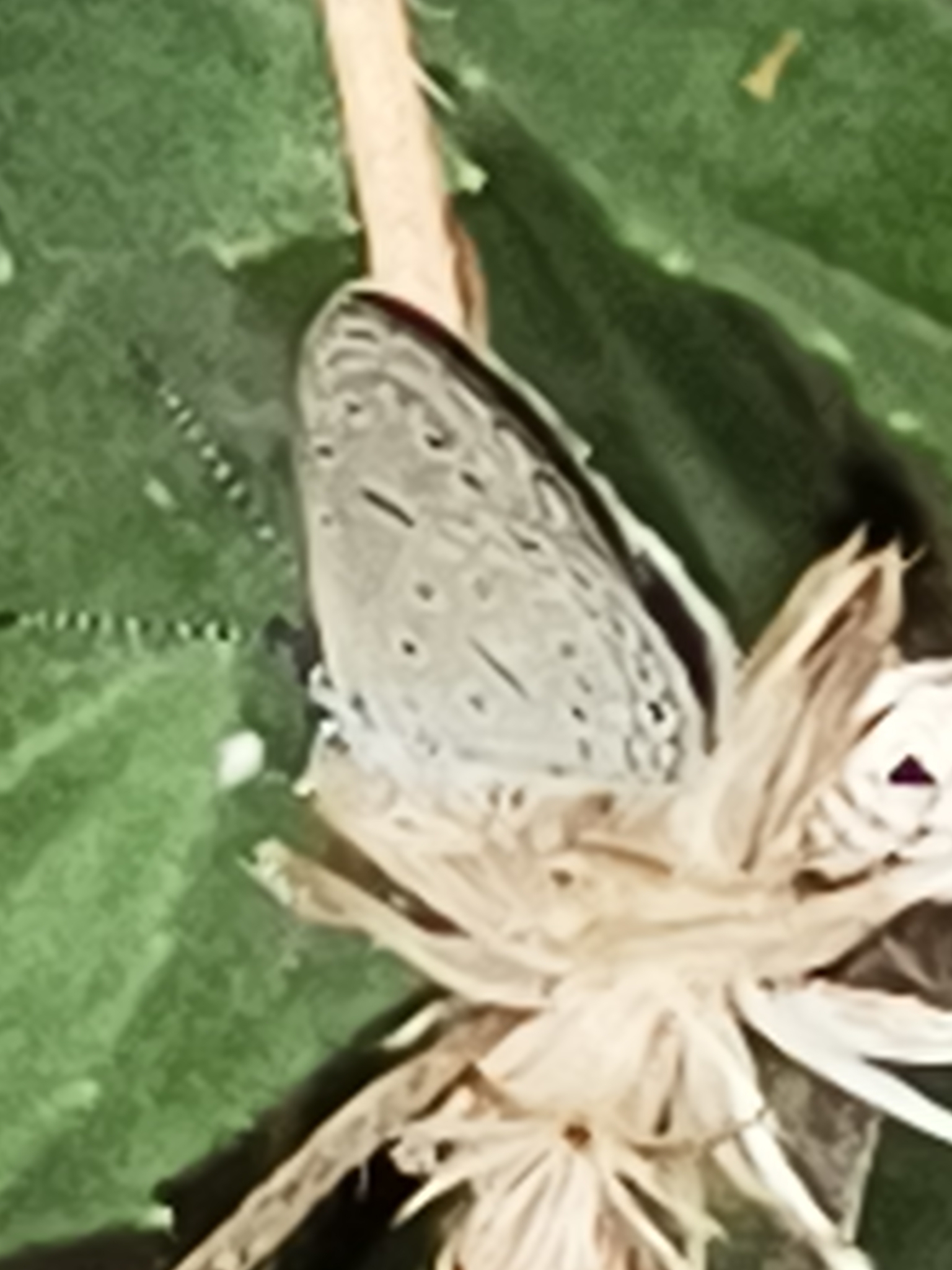 Tiny Grass Blue