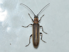 Oxacis trirossi