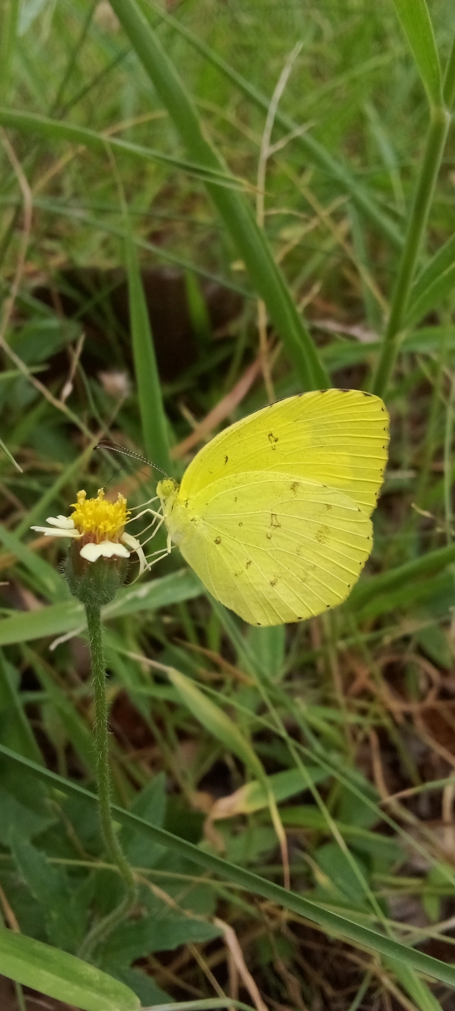 Common Grass Yellow