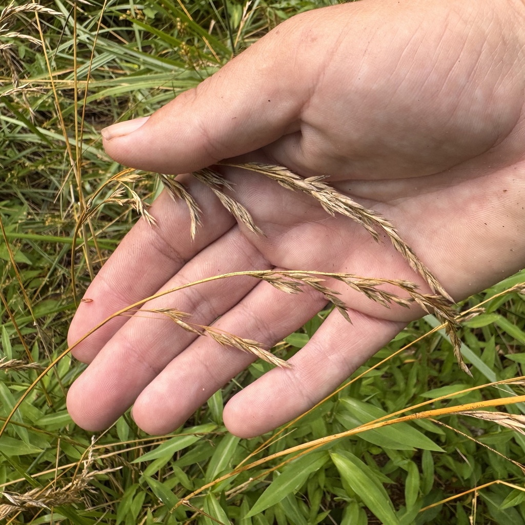 Festuca arundinacea
