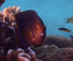 Clarion Damselfish photo 3