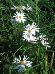 Aster incisus
