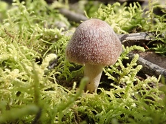 Psathyrella pennata