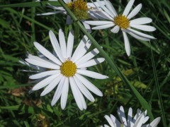 Aster incisus