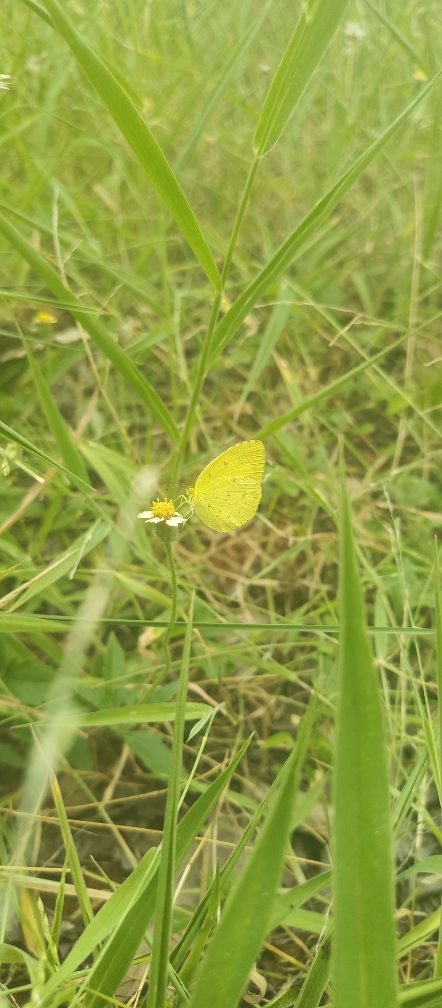Common Grass Yellow