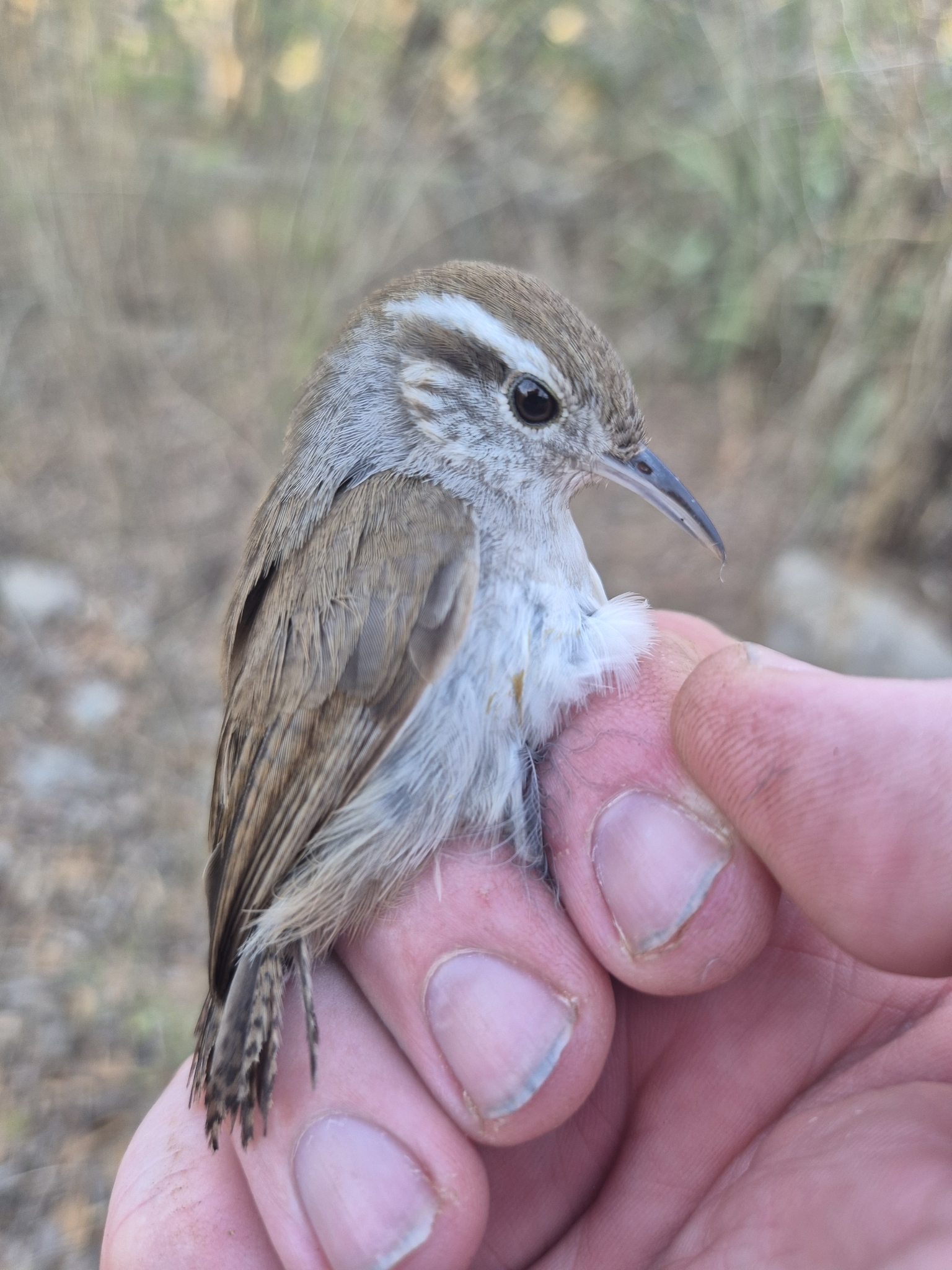 White-bellied Wren (Uropsila leucogastra), photo 3
