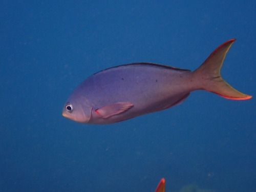 Pacific creolefish (Paranthias colonus) — Serranidae — 4