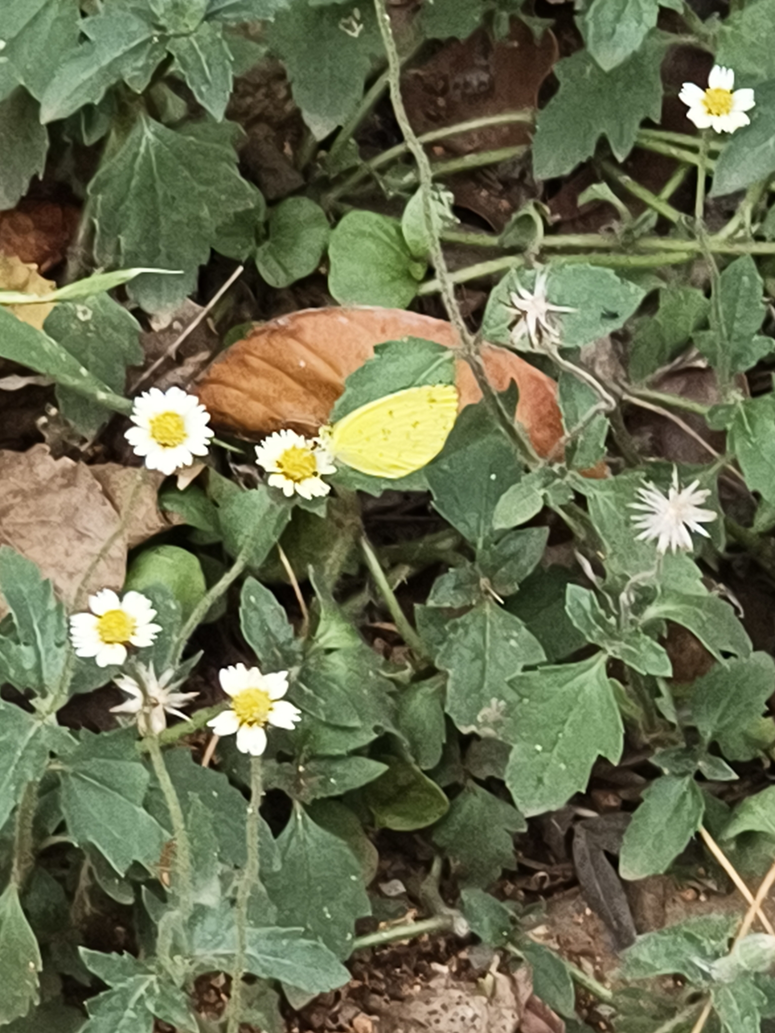 Common Grass Yellow