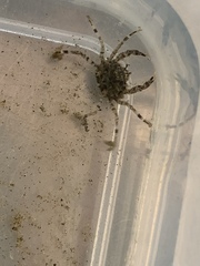 Halicarcinus
