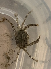 Halicarcinus