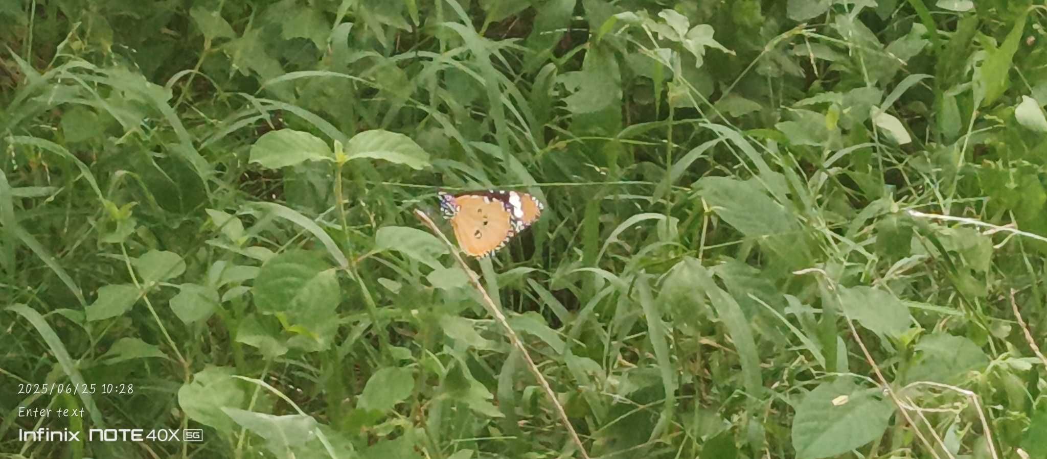 Plain Tiger