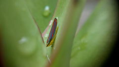 Graphocephala idonea