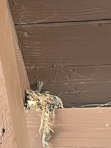 iNaturalist observation photo of Western Flycatcher