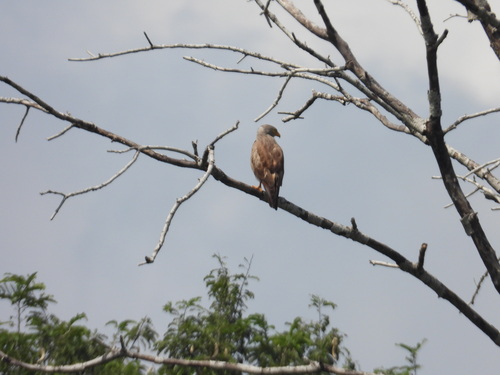 Rufous-winged Buzzard