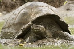 Charles Island Giant Tortoise photo 2