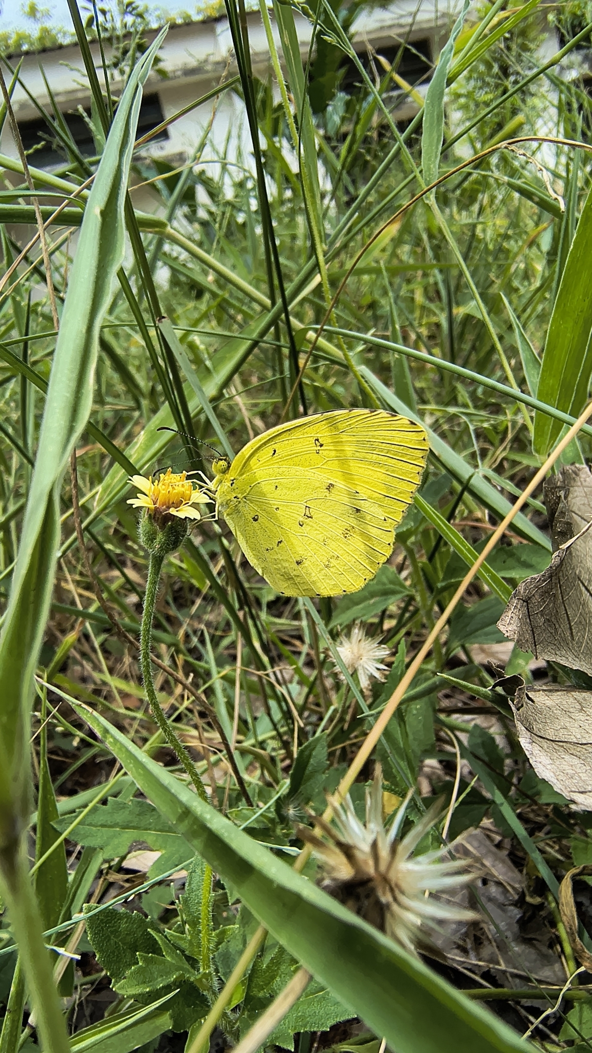 Common Grass Yellow