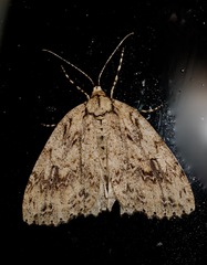 Pseudocoremia rudisata